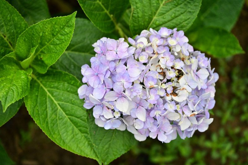 – 《云岭天香的鲜花》[9P]-蜜私库