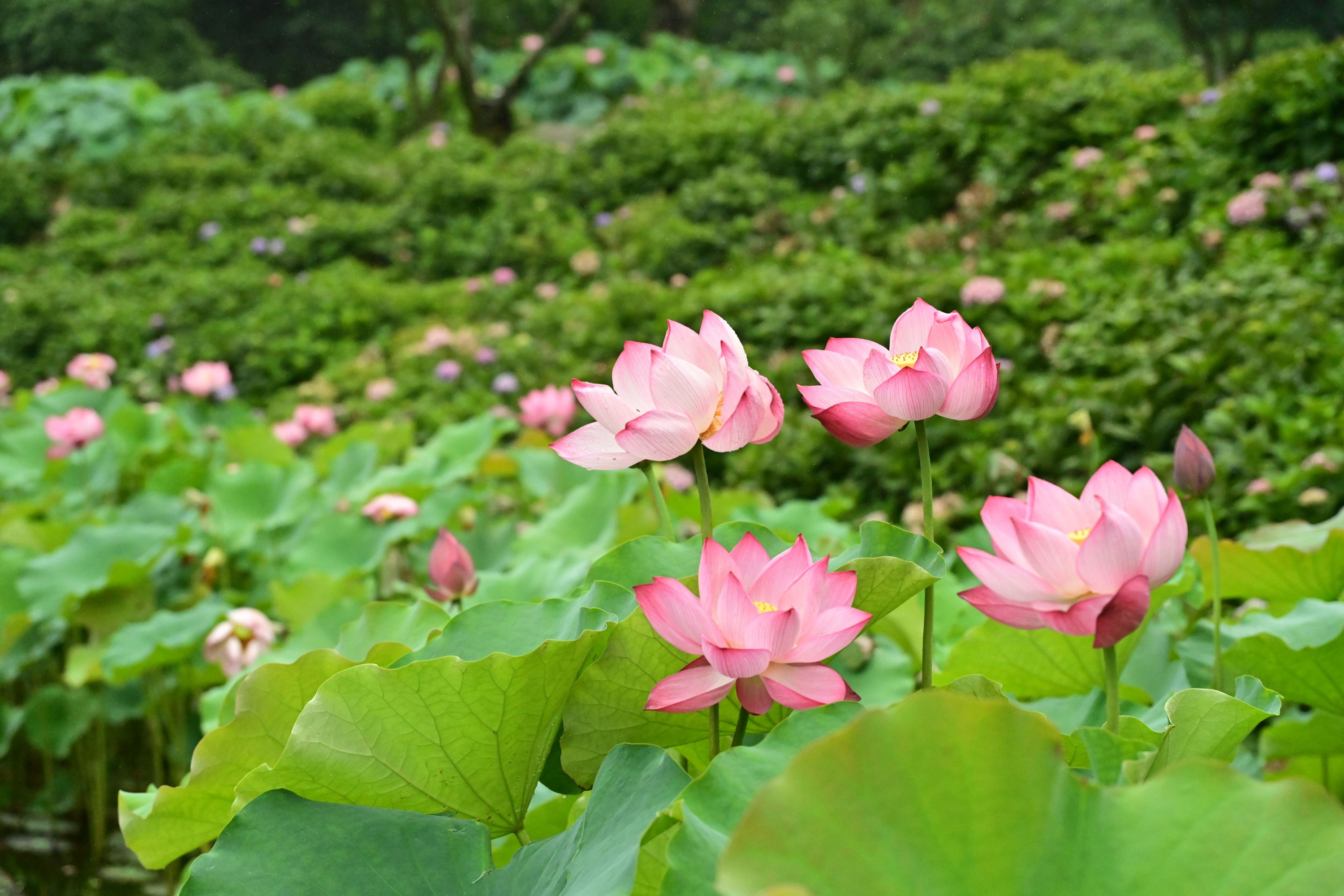 图片[2]-– 《云岭天香的鲜花》[9P]-蜜私库