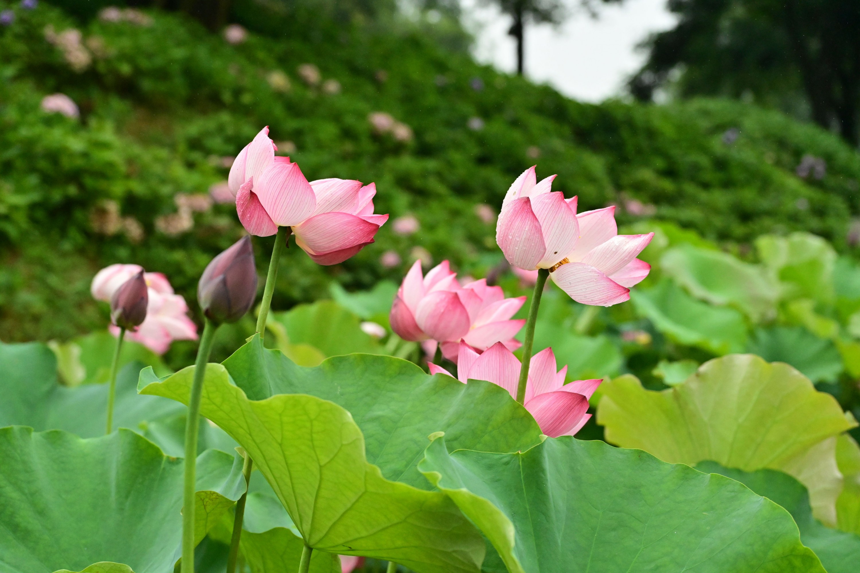 图片[3]-– 《云岭天香的鲜花》[9P]-蜜私库
